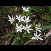 Crocus (4)